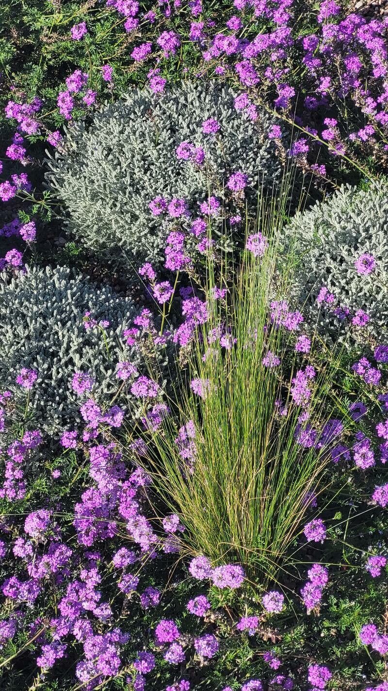Glandularia pulchra — search result for 'Glandularia'