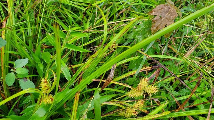 Carex lupulina leaf