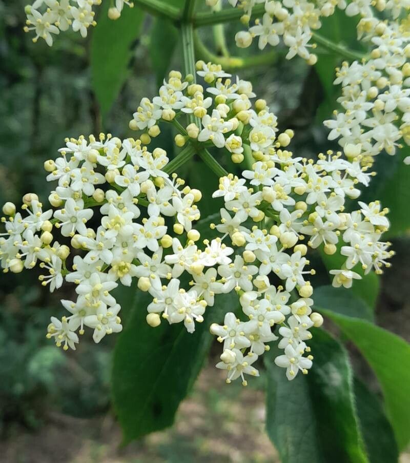 Sambucus peruviana flower