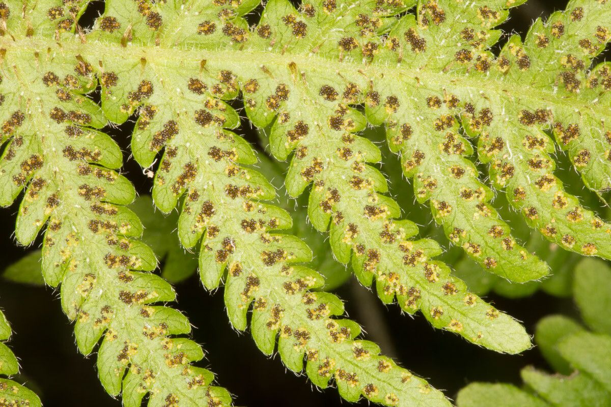 Phegopteris connectilis fruit