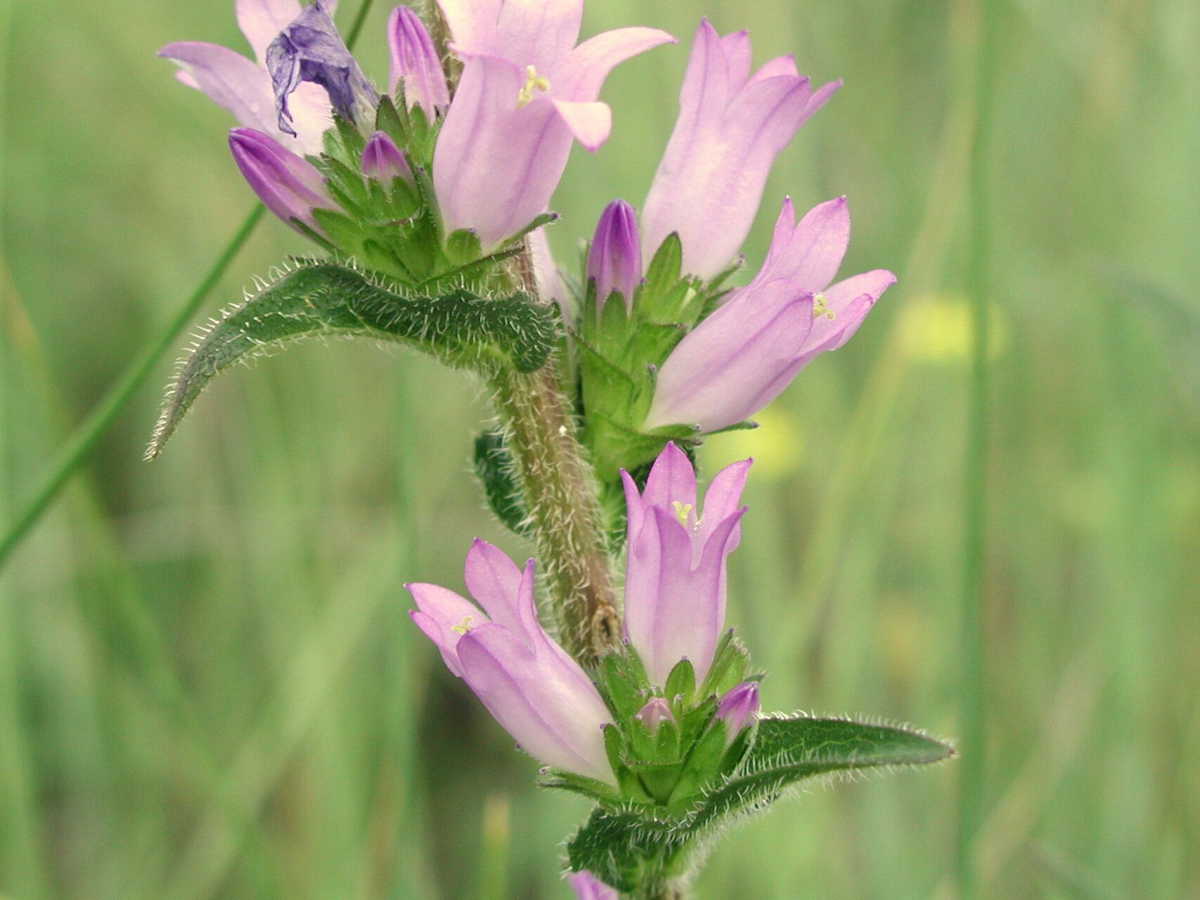 Campanula macrostachya — houseplant care guide