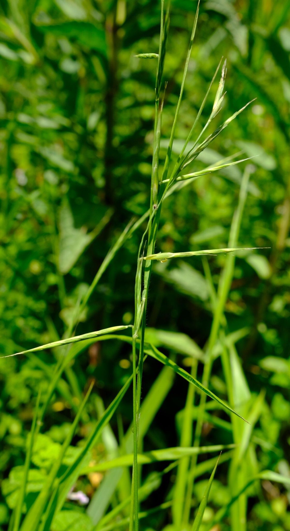 Brachypodium flexum flower