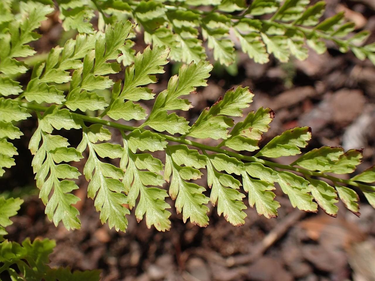 Arachniodes standishii — houseplant care guide