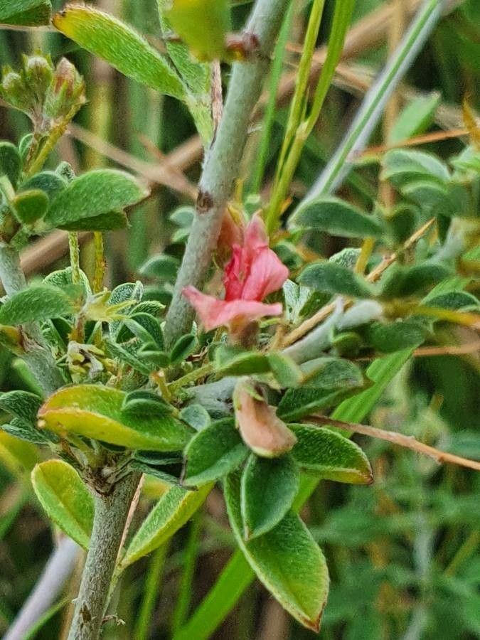 Indigofera spinosa flower