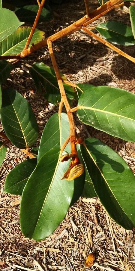 Ficus velutina — search result for 'Ficus'