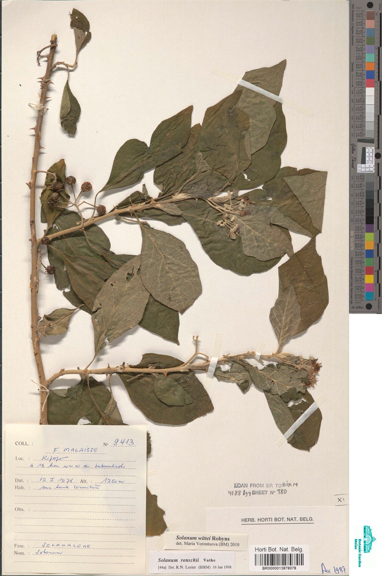 Solanum wittei — houseplant care guide