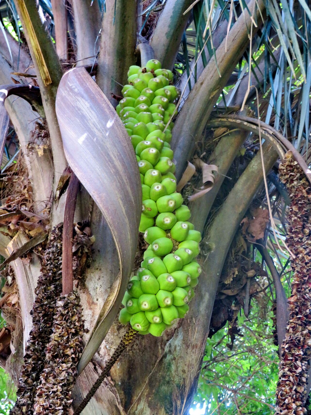Allagoptera caudescens fruit