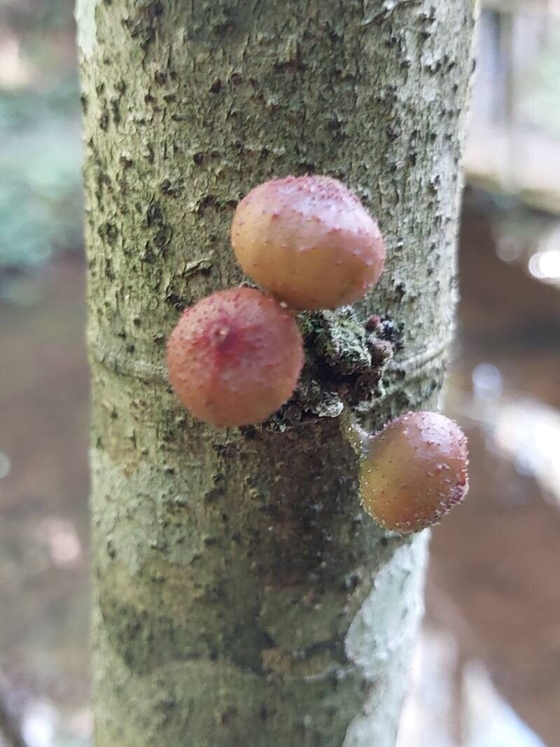 Ficus politoria fruit