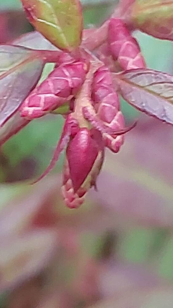Leucothoe keiskei fruit