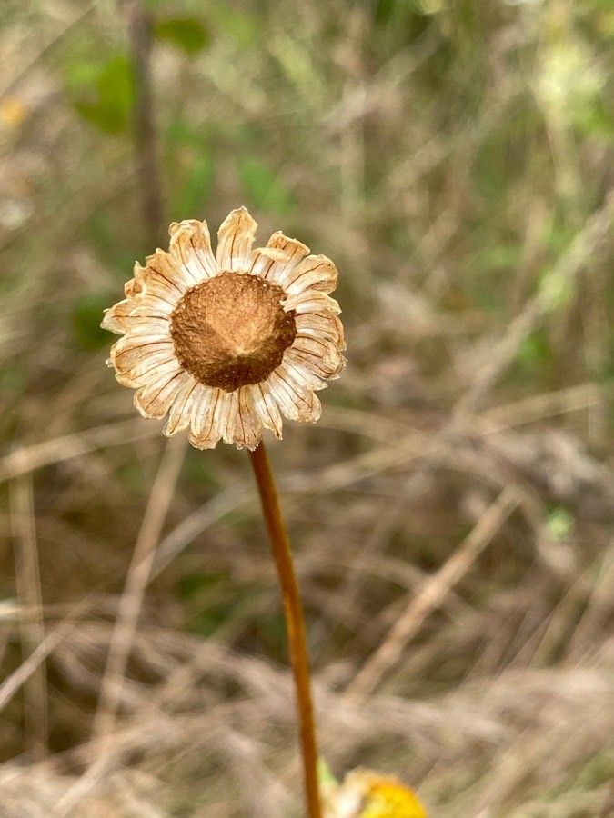 Coleostephus myconis fruit