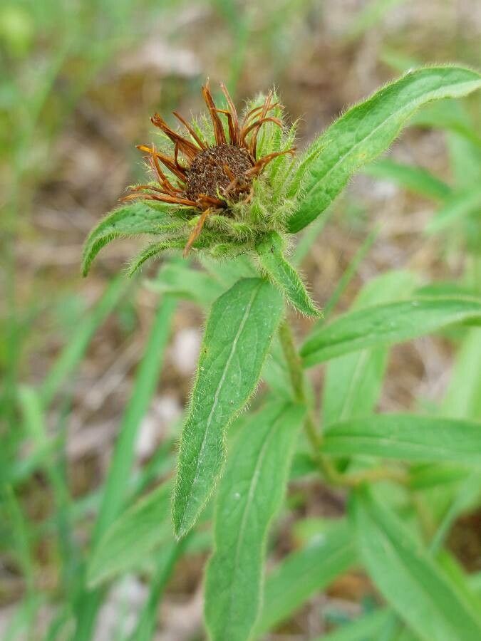 Pentanema hirtum fruit