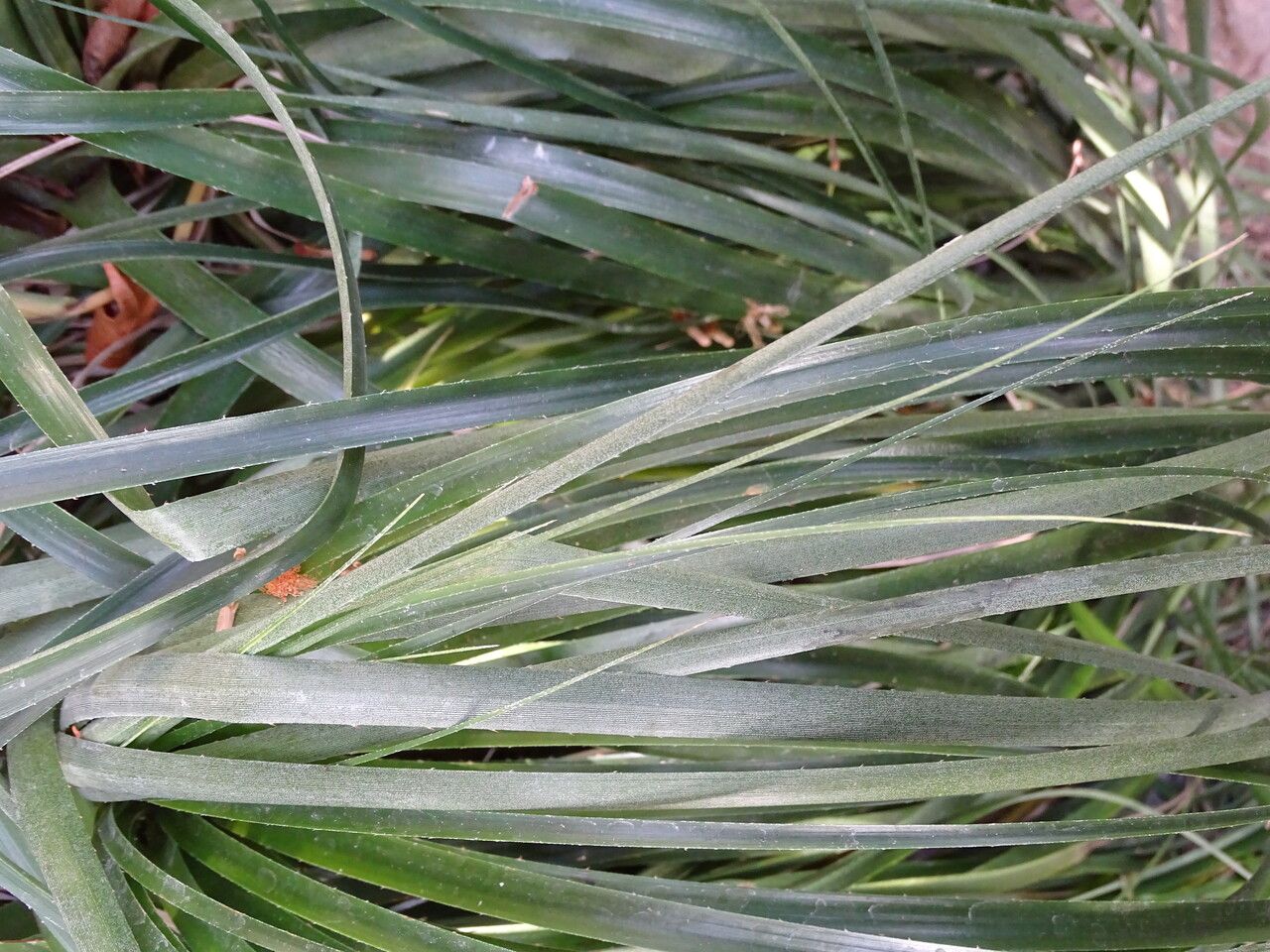 Puya mirabilis — search result for 'Mirabilis'