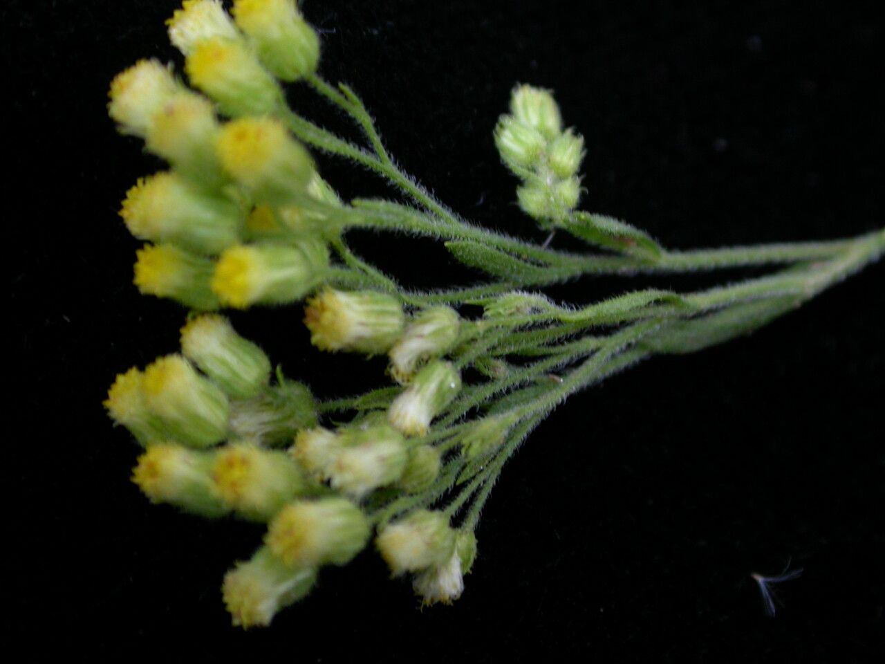 Conyza stricta habit