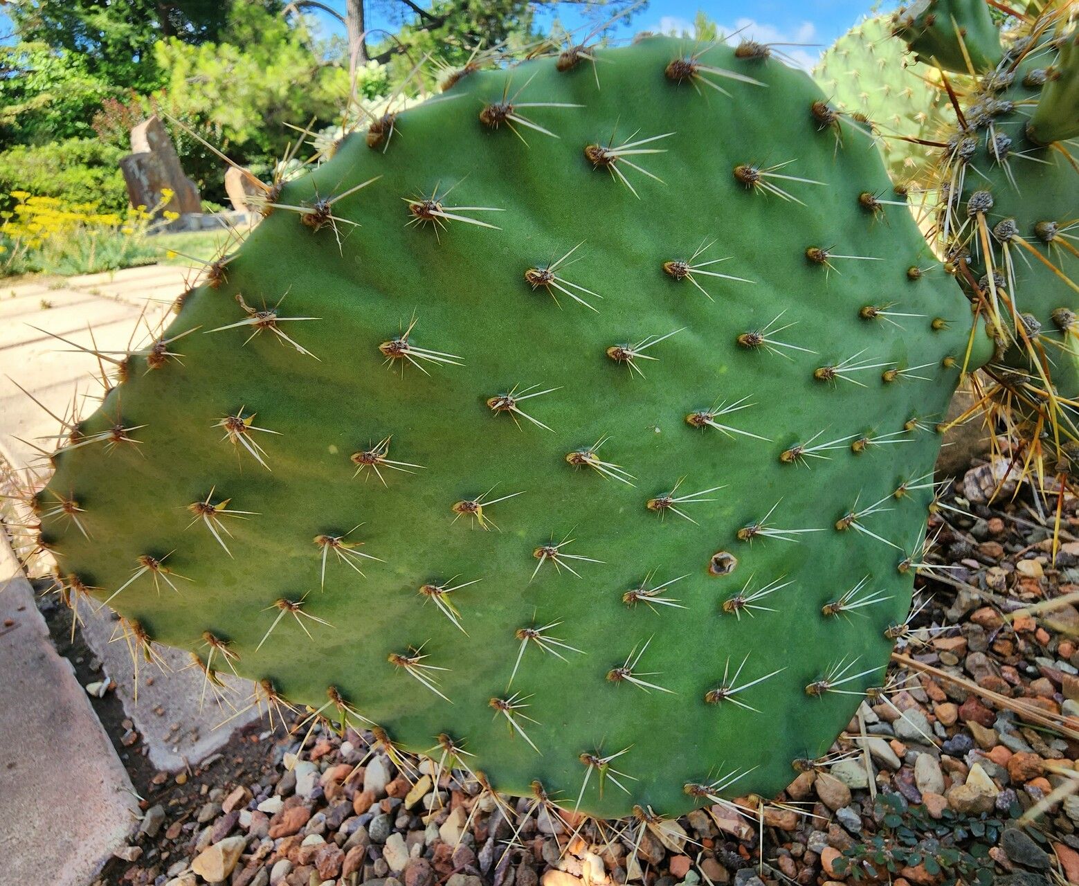 Opuntia strigil bark