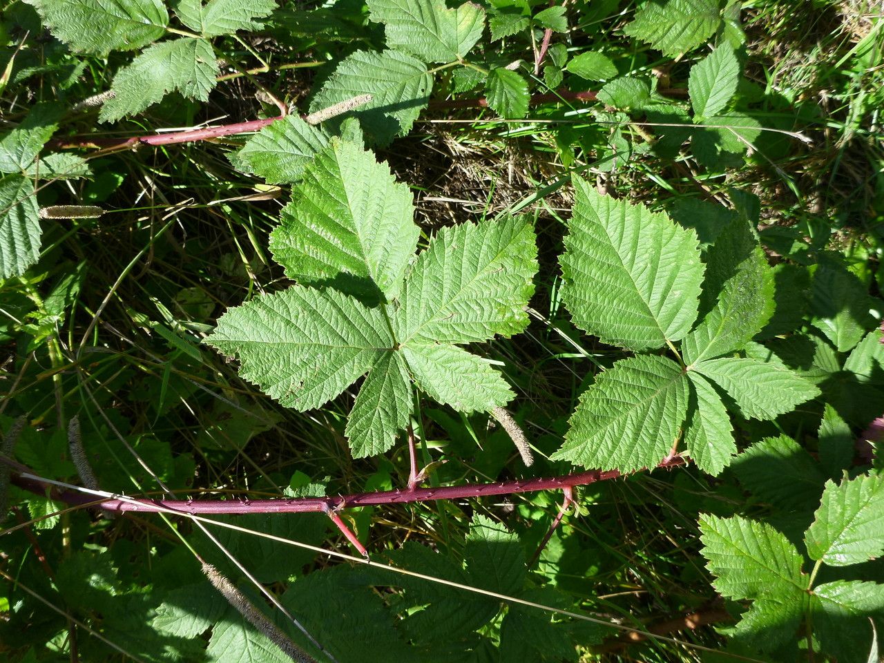 Rubus scabrosus habit