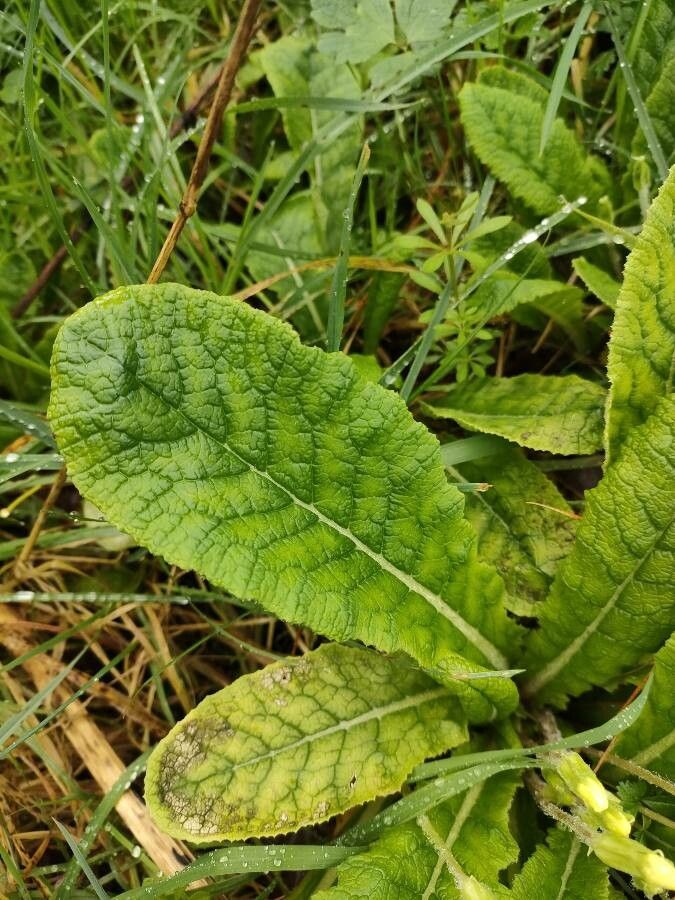 Primula × polyantha