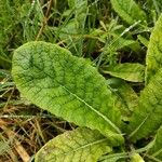 Primula × polyantha