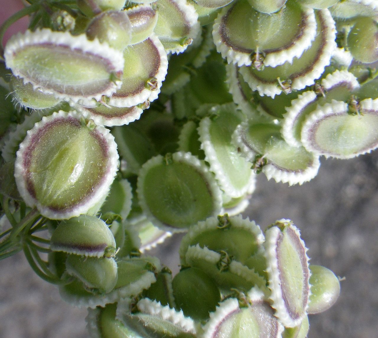 Tordylium aegyptiacum fruit