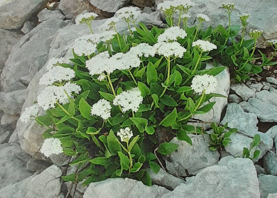 Valeriana × braunii-blanquetii — search result for 'Valeriana'
