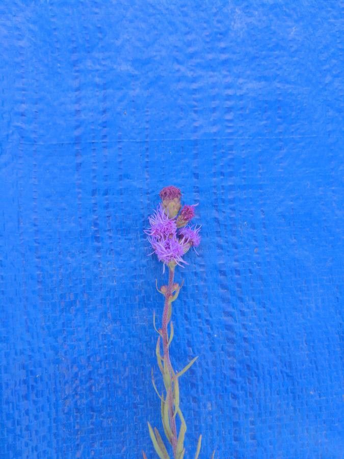 Liatris aspera flower