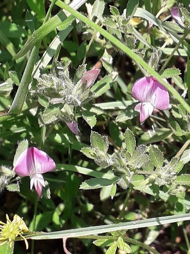 Ononis reclinata flower
