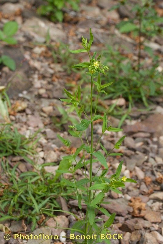 Hypericum majus habit