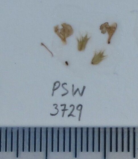 Nepeta hindostana — houseplant care guide