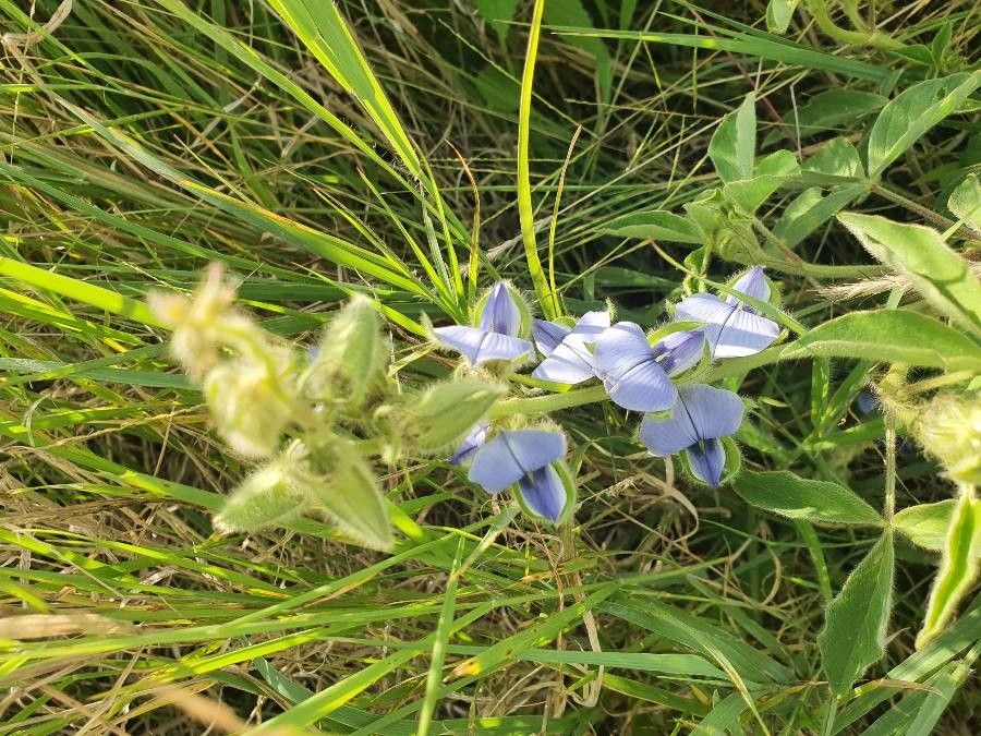 Crotalaria polysperma flower