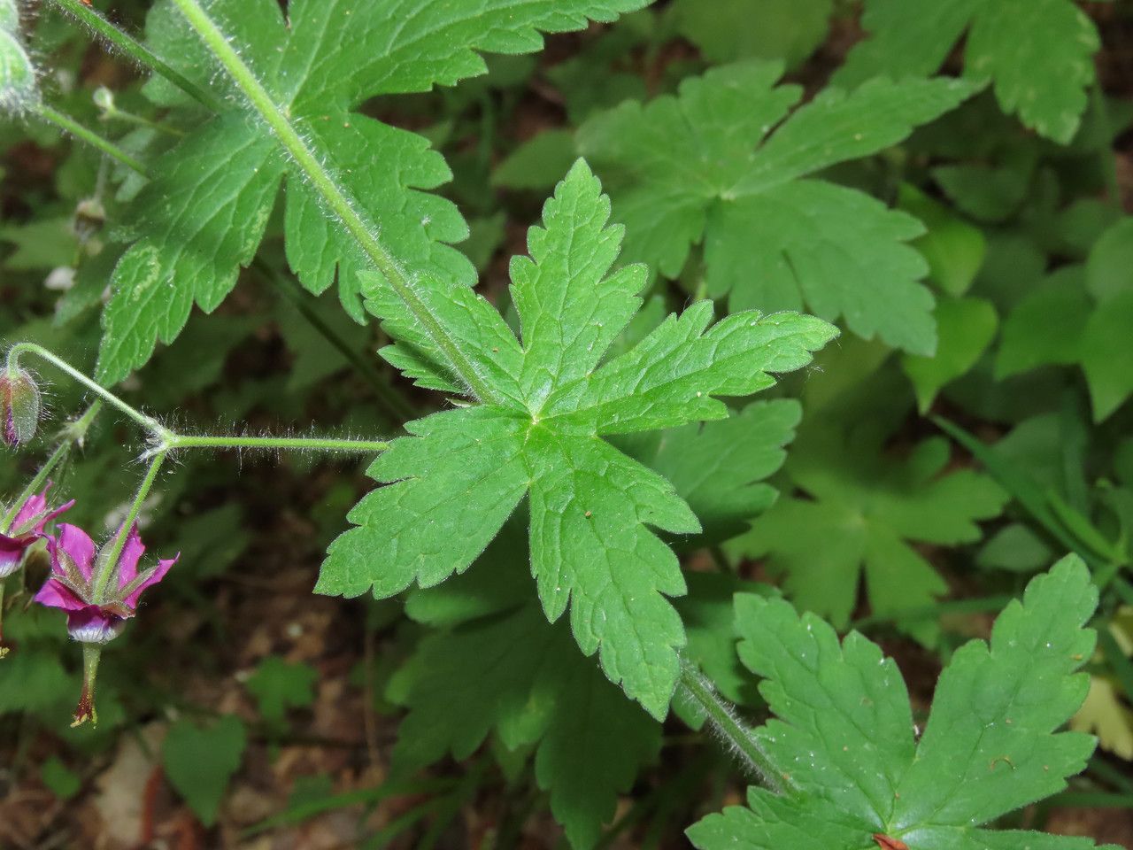 Geranium reflexum leaf