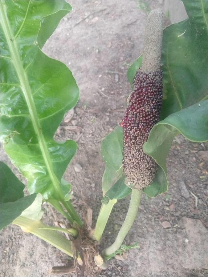 Anthurium schlechtendalii fruit