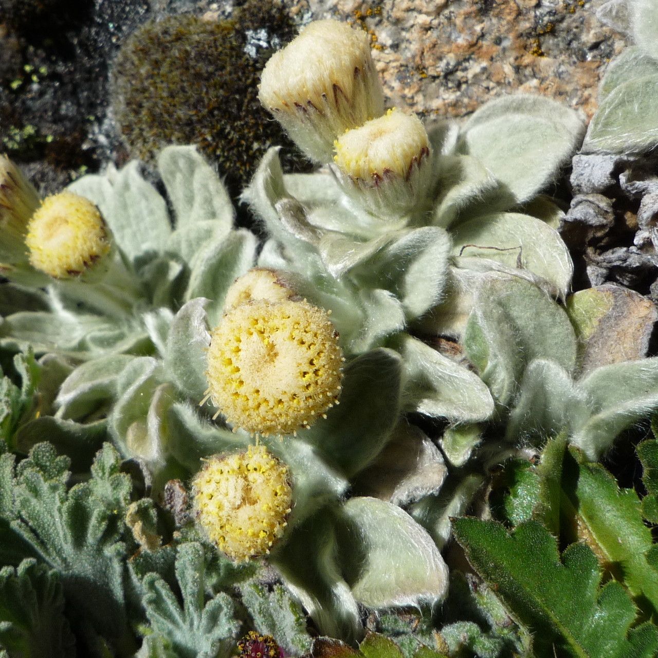Chersodoma antennaria habit