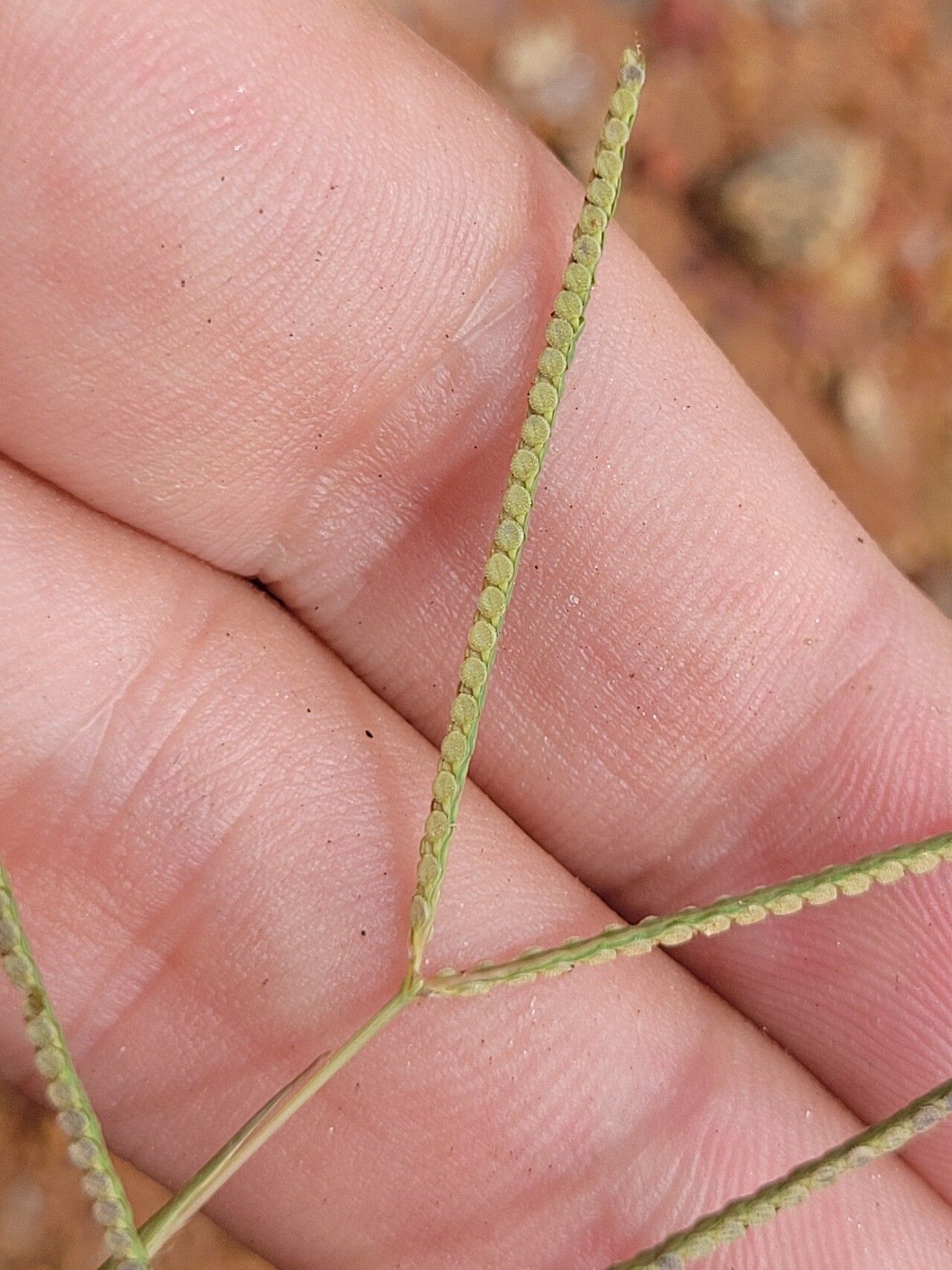 Paspalum multicaule flower