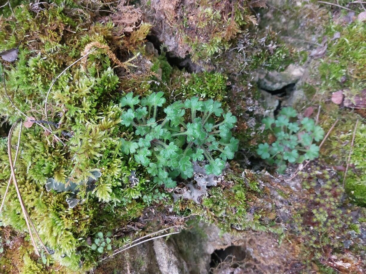 Saxifraga latepetiolata — houseplant care guide