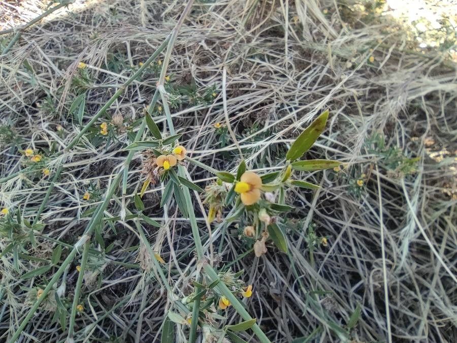 Stylosanthes guianensis flower