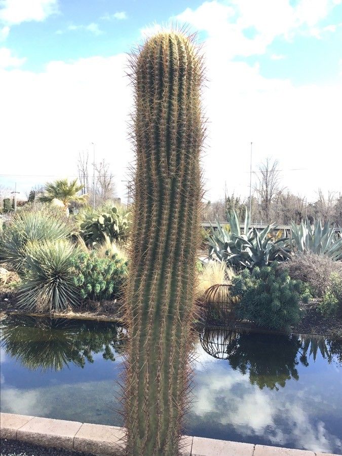 Echinopsis atacamensis