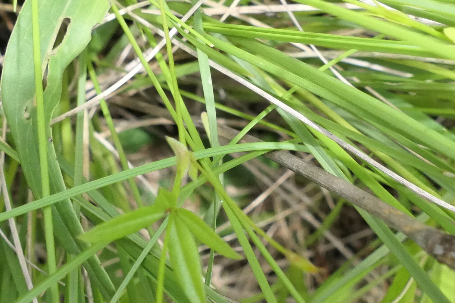 Zornia capensis bark