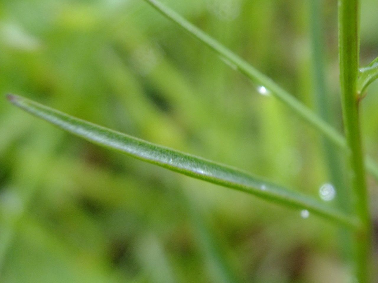 Campanula bertolae leaf