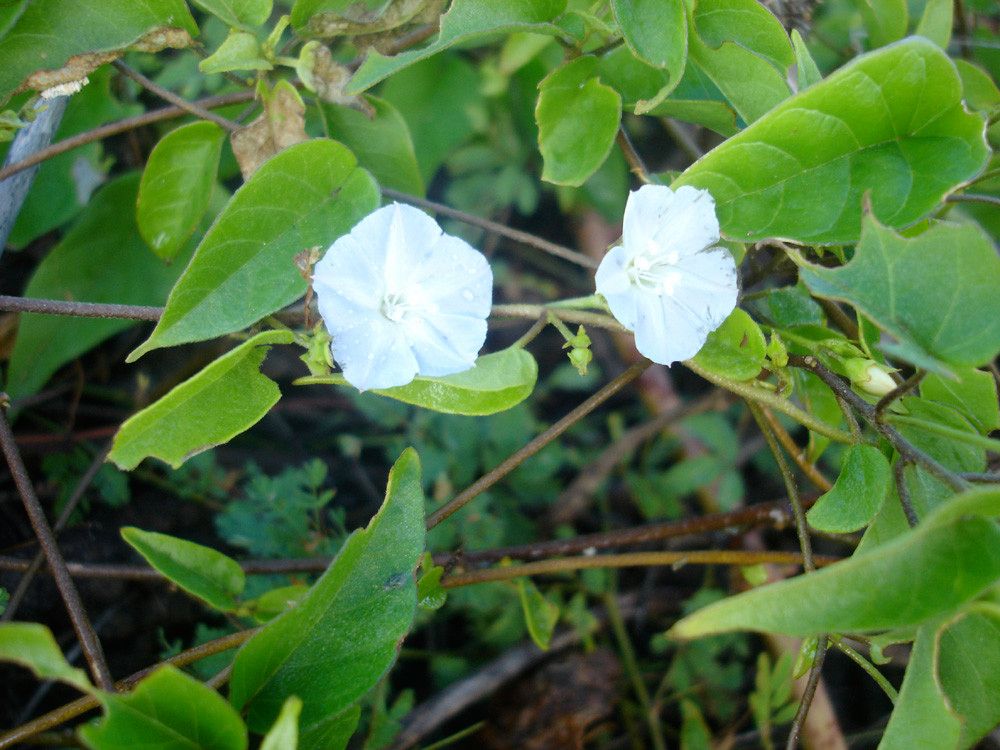 Jacquemontia pentantha flower