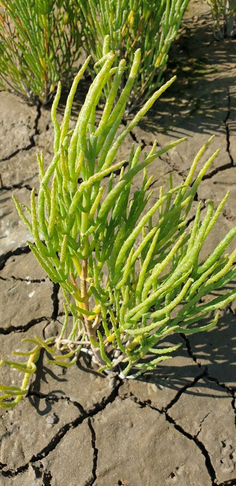 Salicornia procumbens — soil improver houseplant