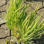 Salicornia procumbens