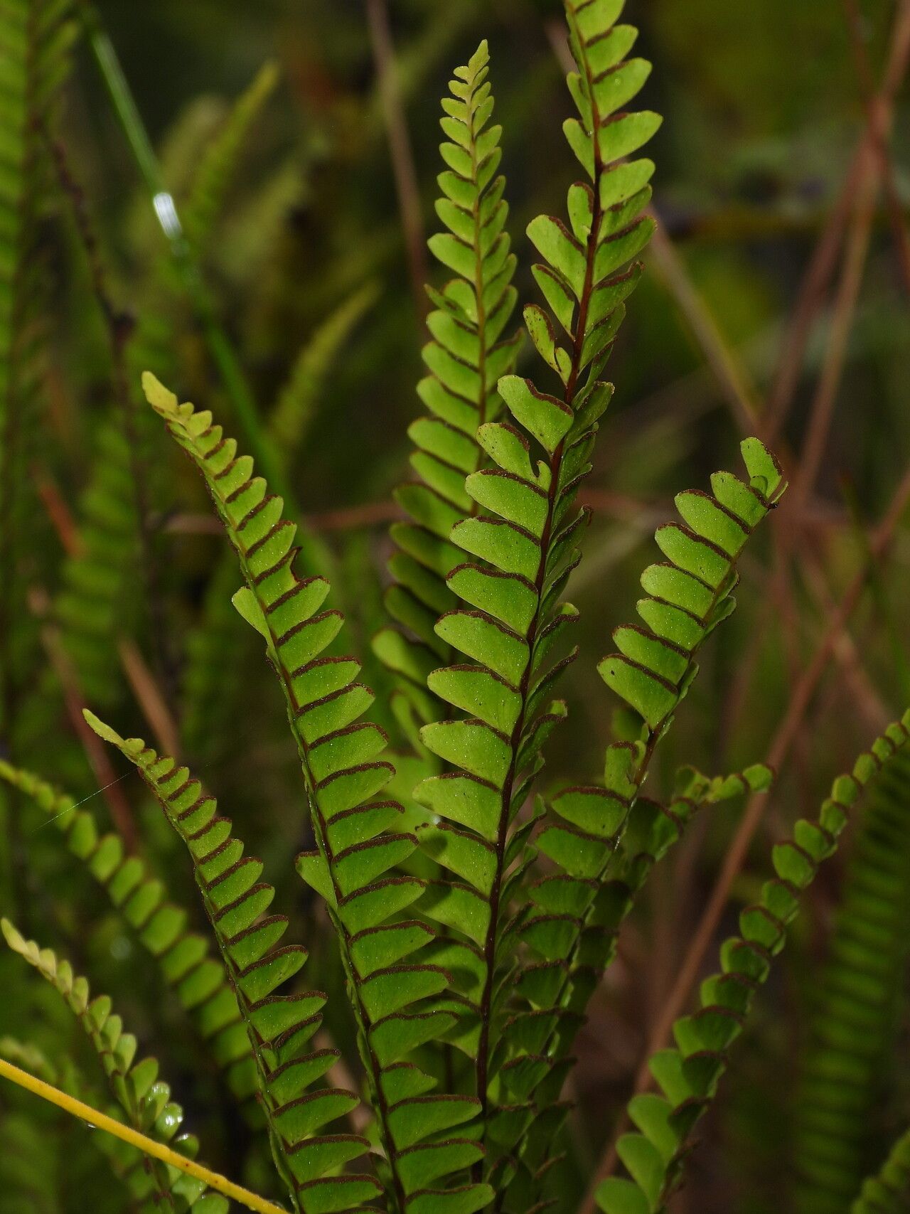 Lindsaea portoricensis — houseplant care guide