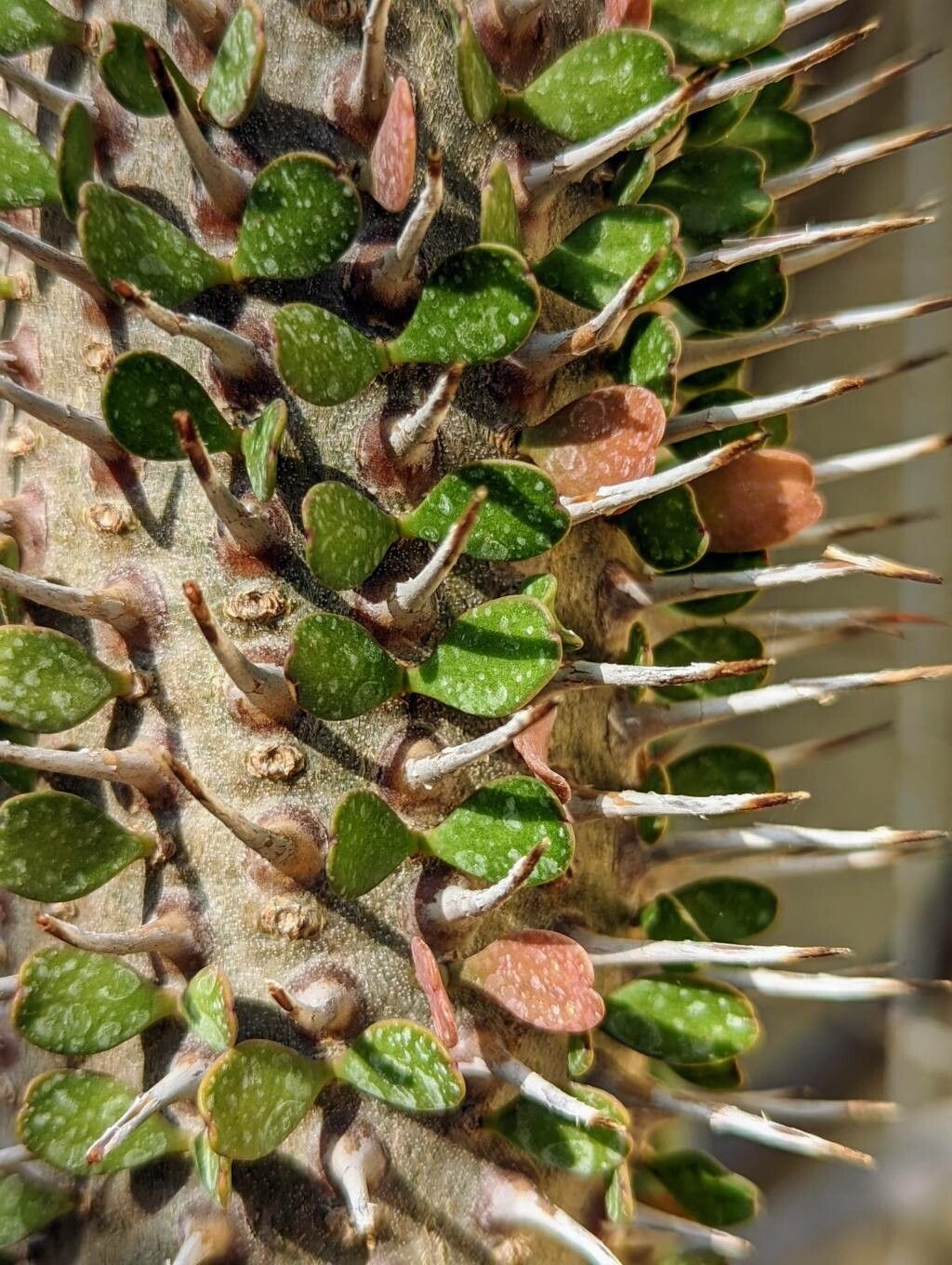 Alluaudia montagnacii leaf