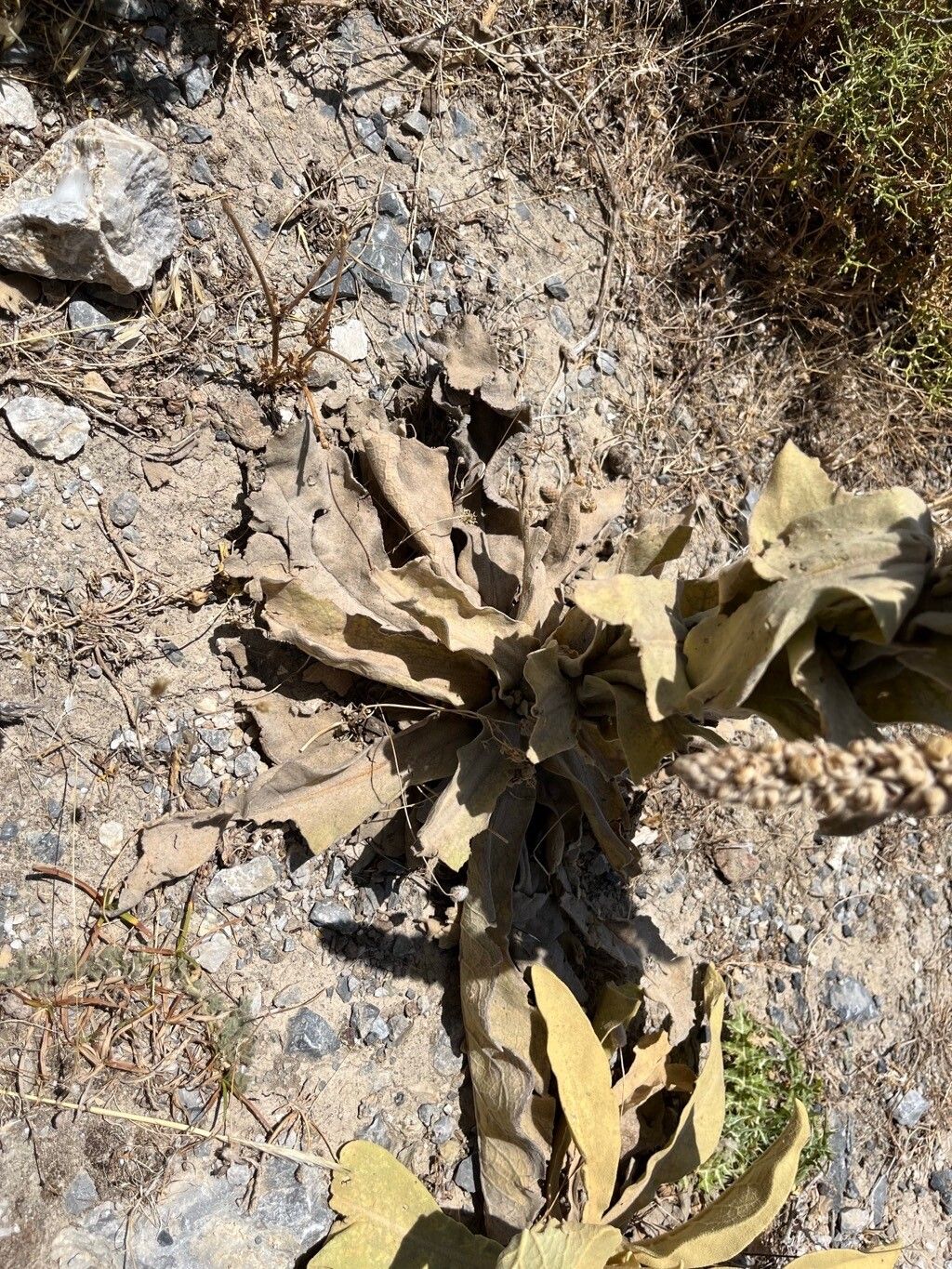 Verbascum × innominatum leaf
