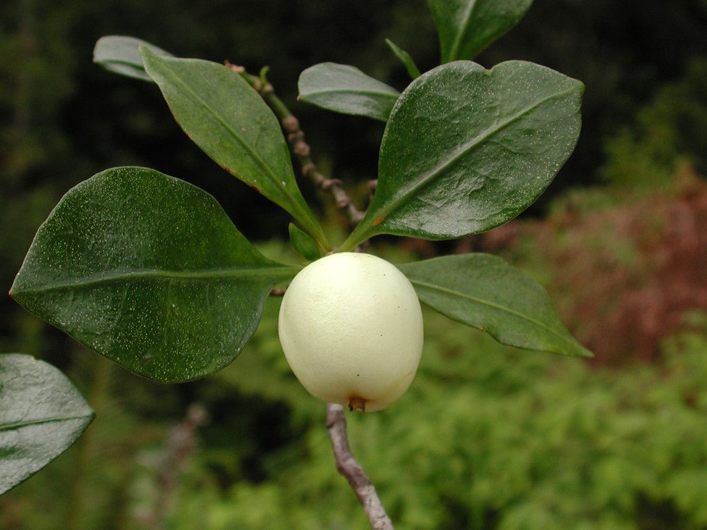 Psychotria ireneae flower