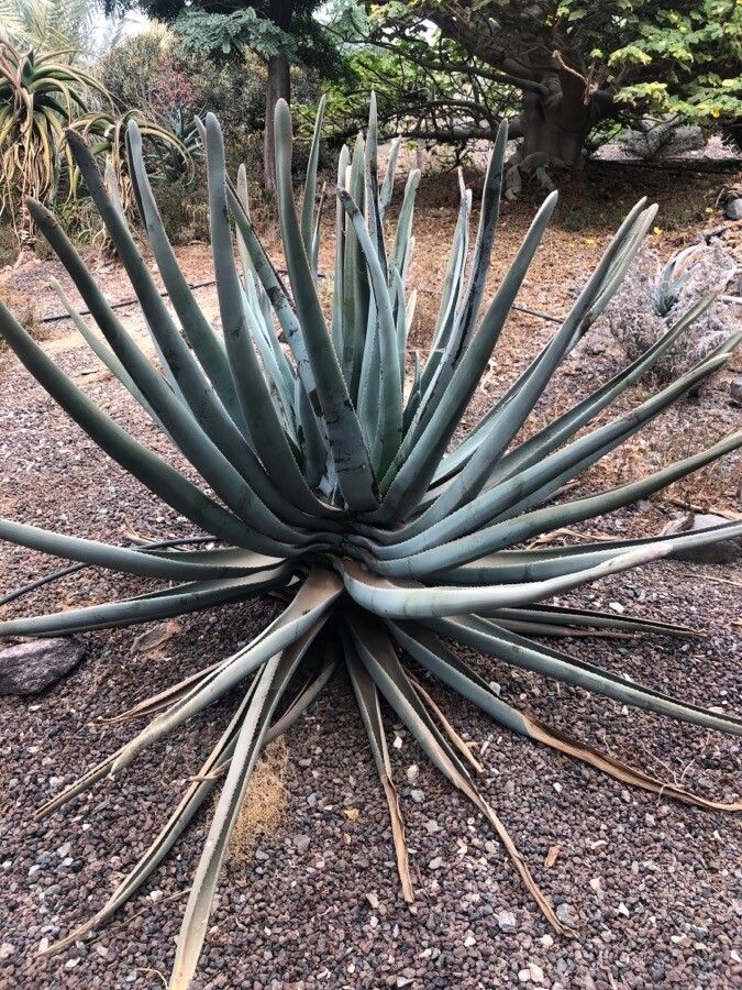 Aloe suzannae — houseplant care guide