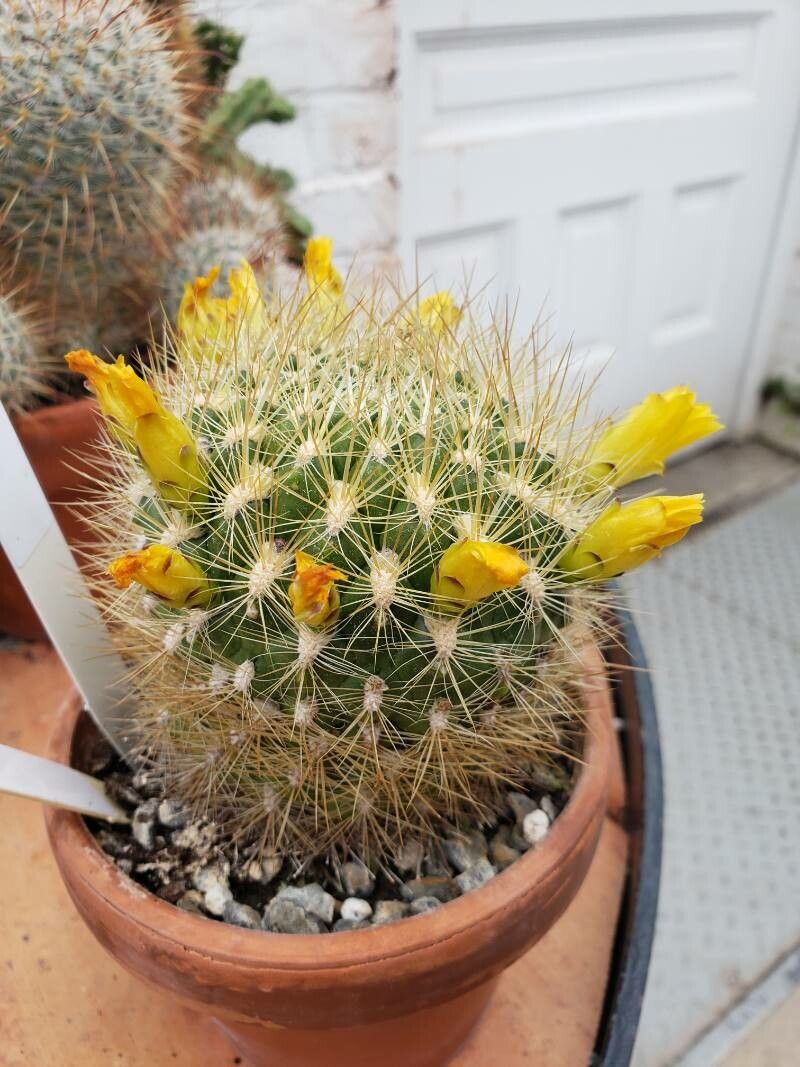 Rebutia neocumingii habit