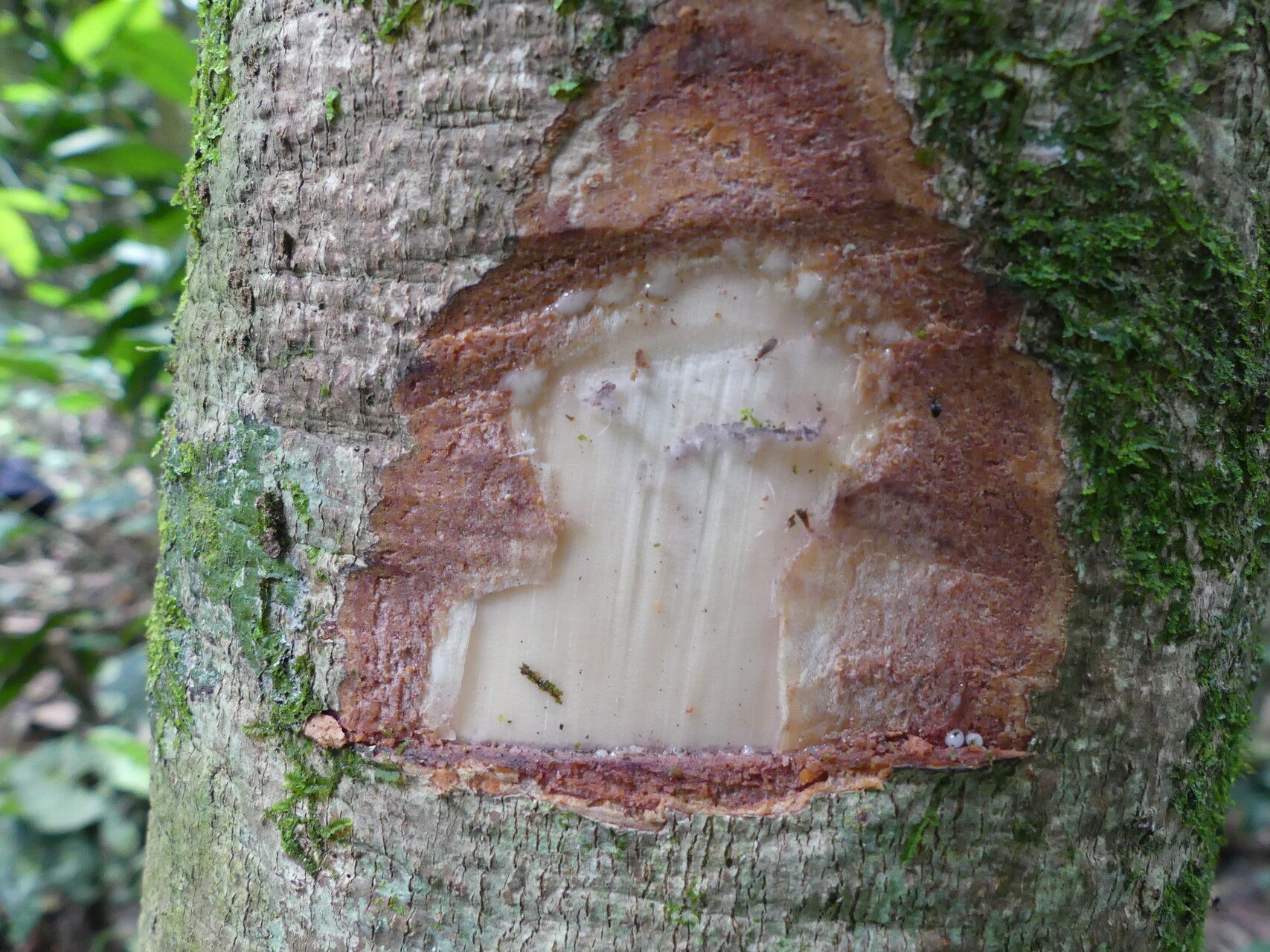 Pachylobus osika bark
