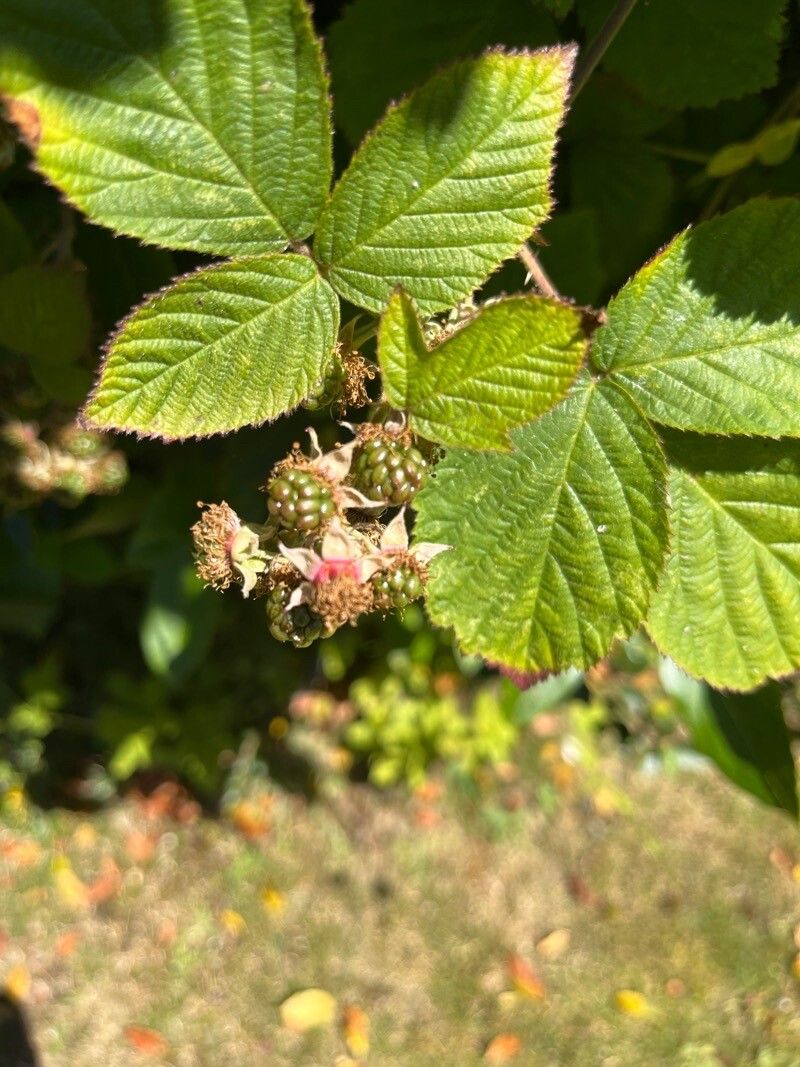 Rubus ferocior fruit