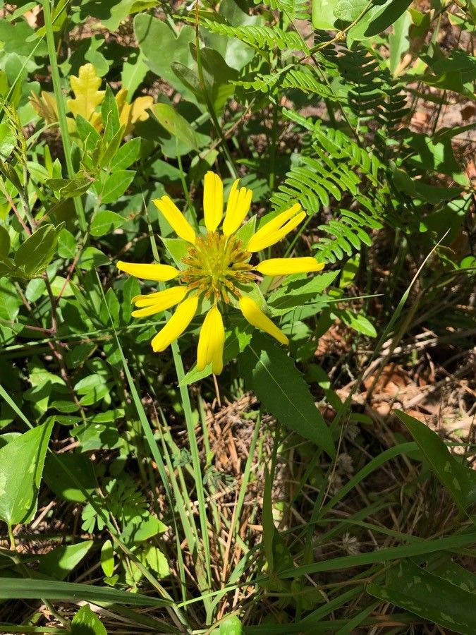 Tetragonotheca helianthoides — houseplant care guide