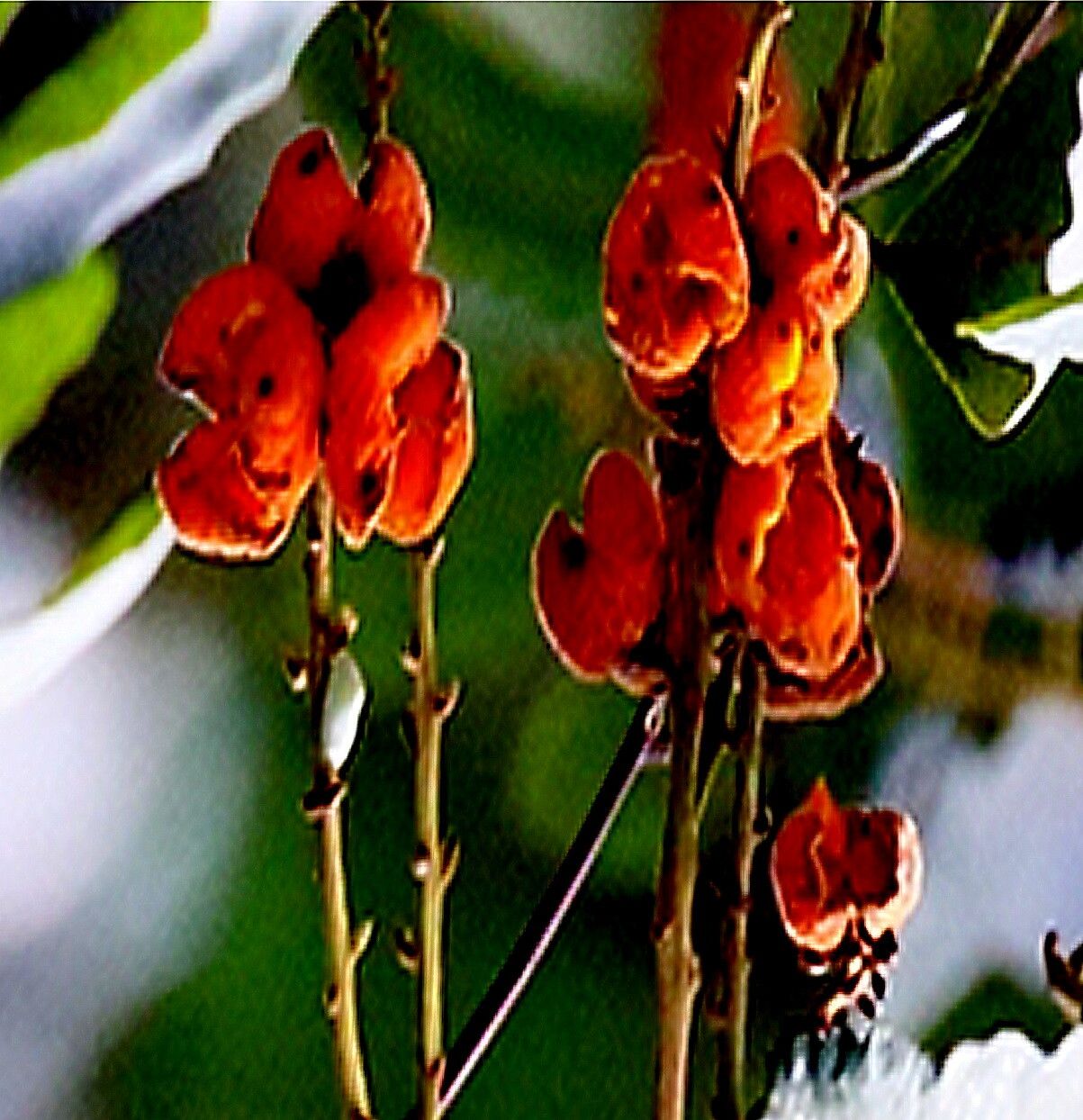 Cupaniopsis flagelliformis — search result for 'Cupaniopsis'